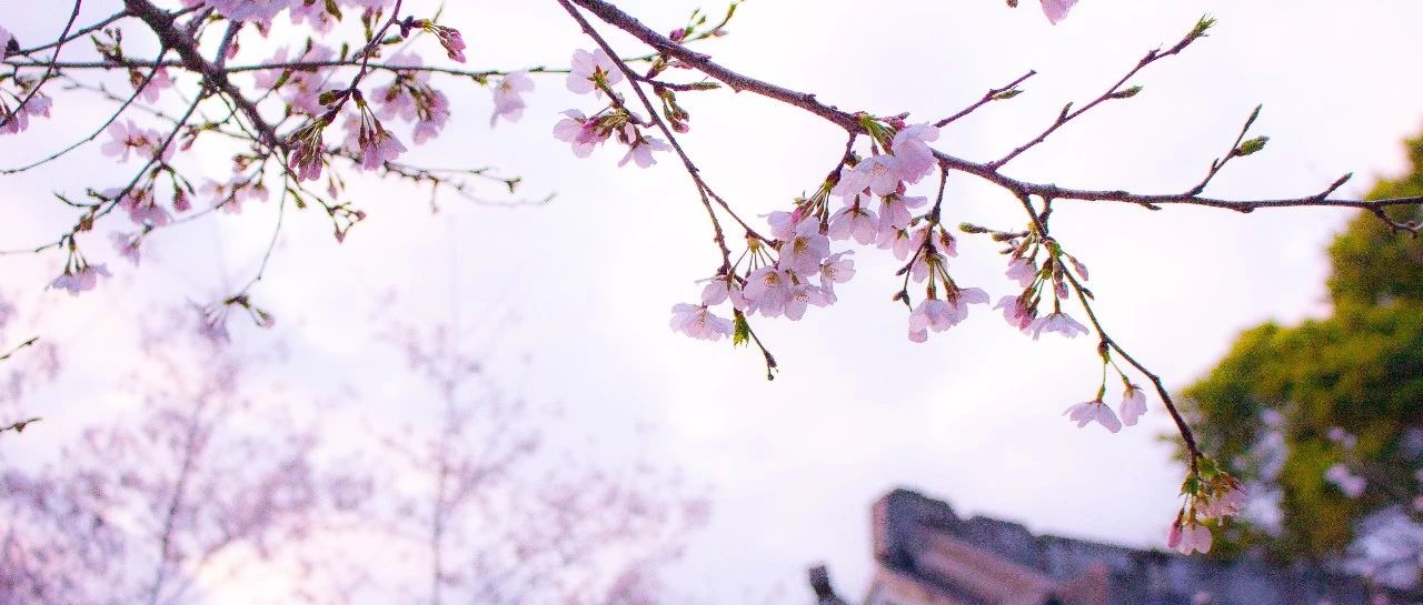 &ldquo;樱花&rdquo;绽放，美景相随！